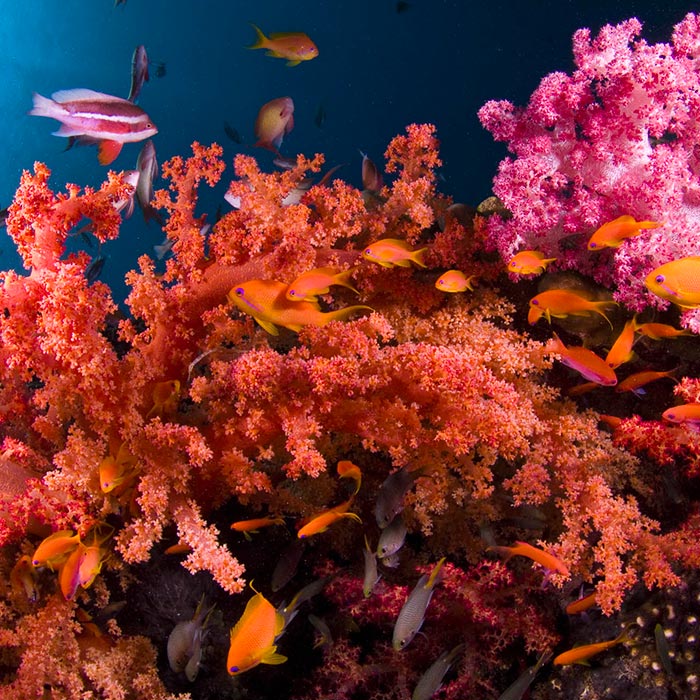 Коралловый риф отзывы. Бегония коралловый риф. Коралловые рифы в Вест Индии. Опасные коралловые рифы. Кораллы фэнтези.